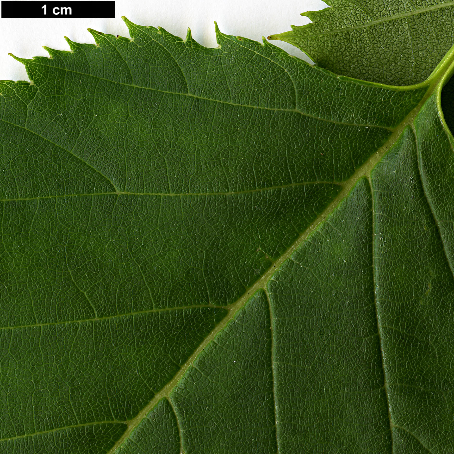 High resolution image: Family: Betulaceae - Genus: Alnus - Taxon: aff. maximowiczii